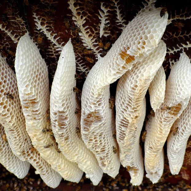 Madre e hijo fueron socorridos hasta el Hospital Regional de Pedro Juan por ataque de abejas