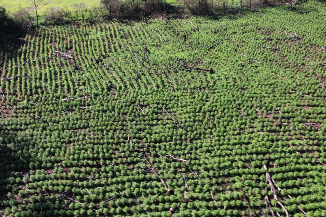 Inician Operación Nueva Alianza XXXIII, otra ofensiva contra el narcotráfico en Amambay