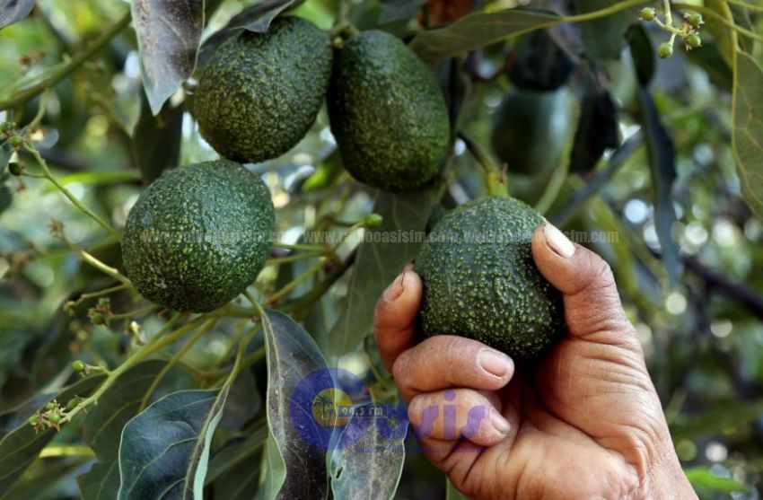 Dedicado al aguacate, amenazado por volcán y Trump