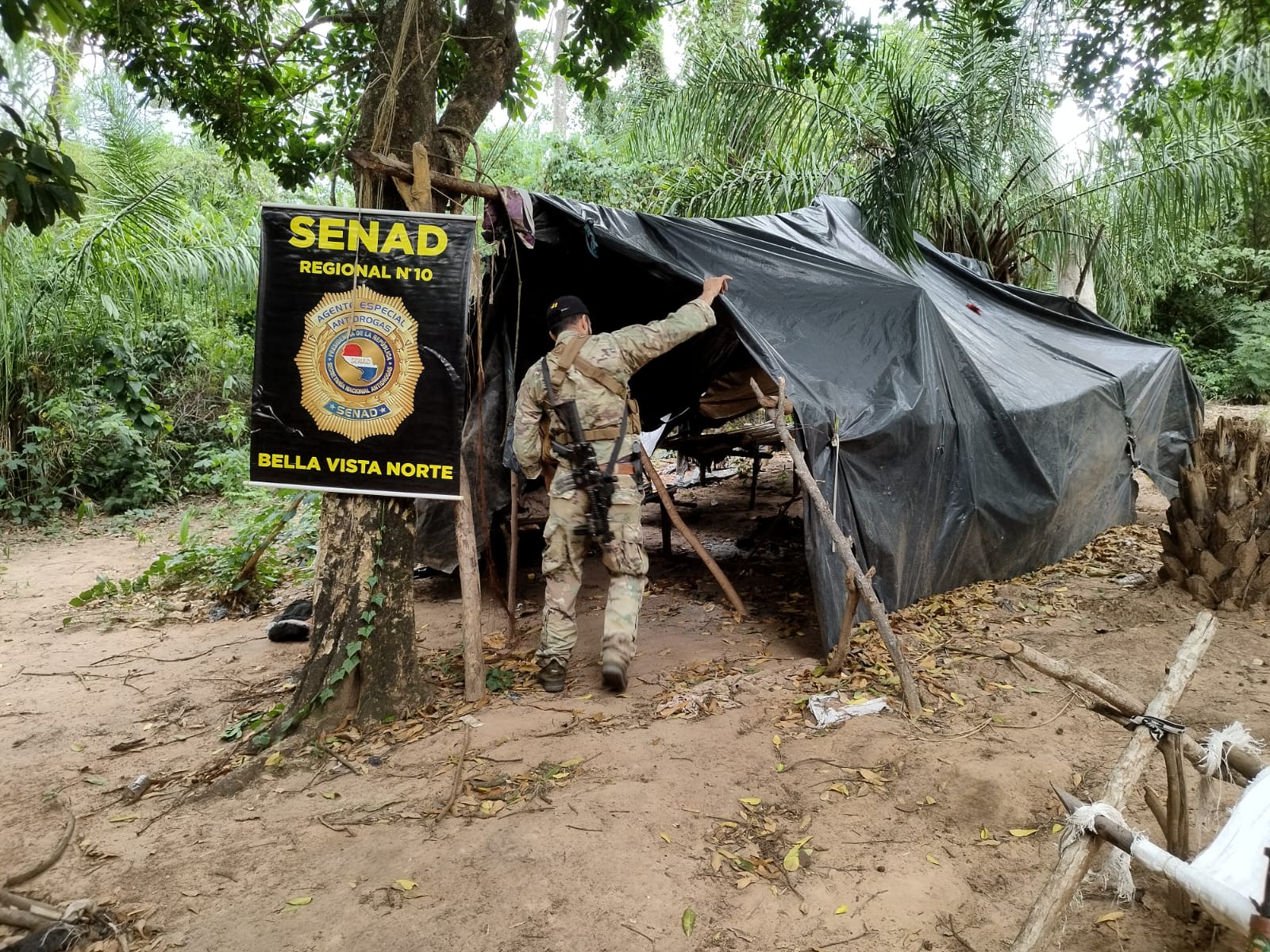 SENAD anula la producción de más de 12 toneladas de marihuana en Amambay