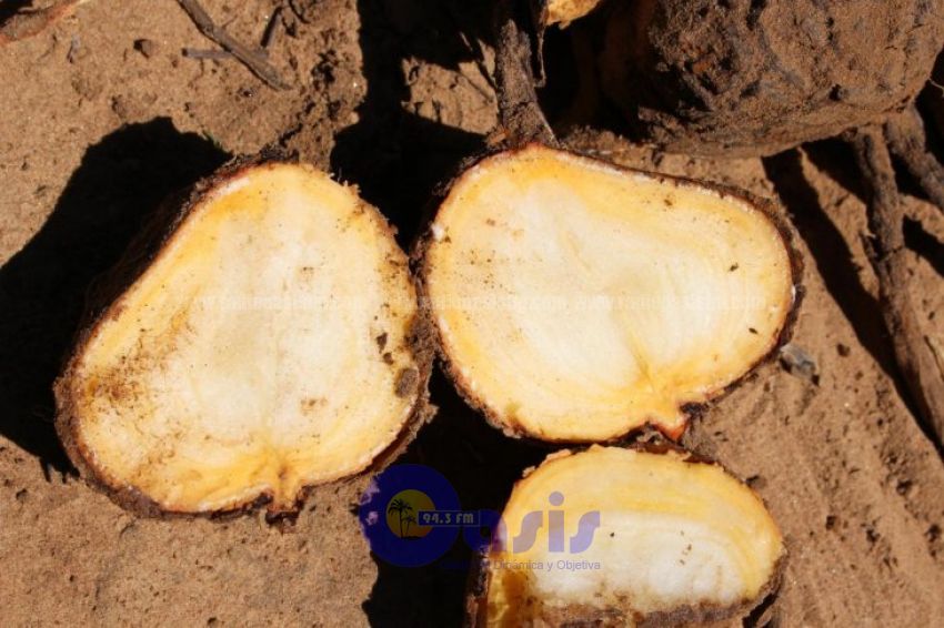 Es parecida a la mandioca y fue descubierta por paraguayas