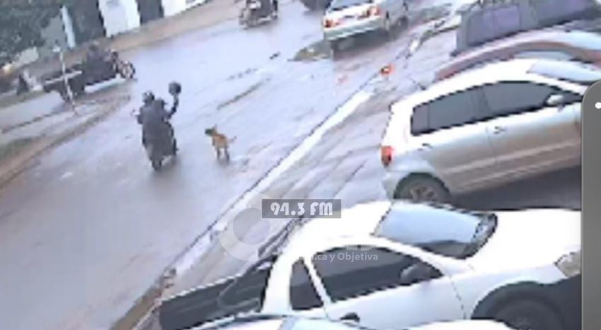 Perrita callejera frustra robo de motocicleta en Brasil