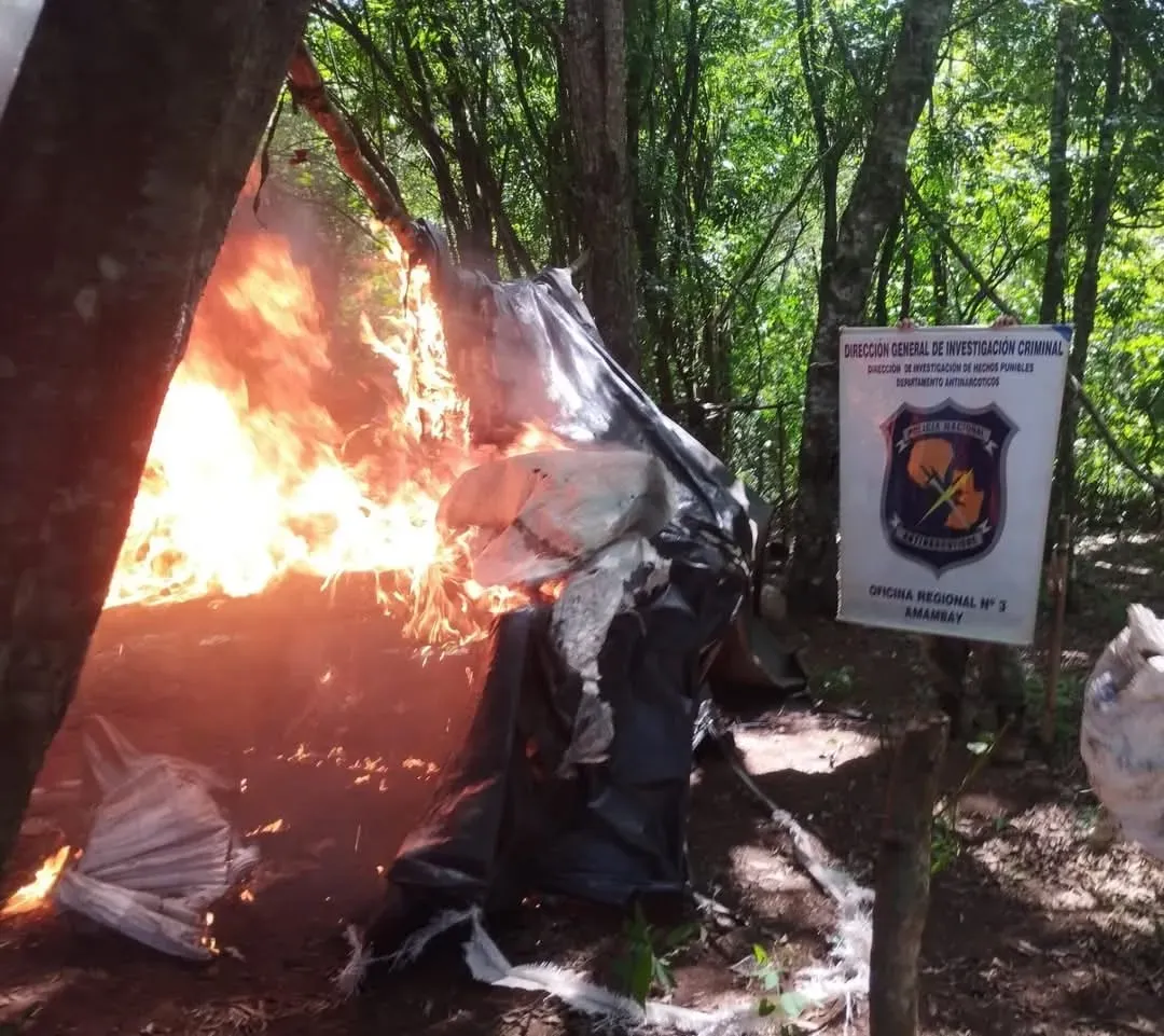 En Cerro Corá destruyen varias hectáreas de plantación de marihuana