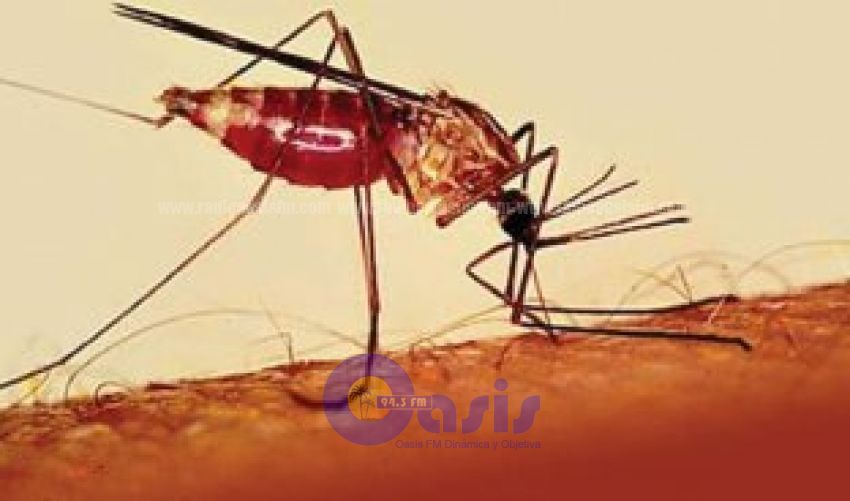 Confirman cinco casos de Chikungunya y cuarenta sospechosos en Pedro Juan