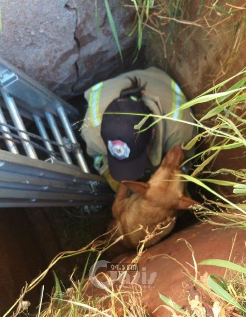 Rescatan a unos 10 perros de un desagüe en Pedro Juan