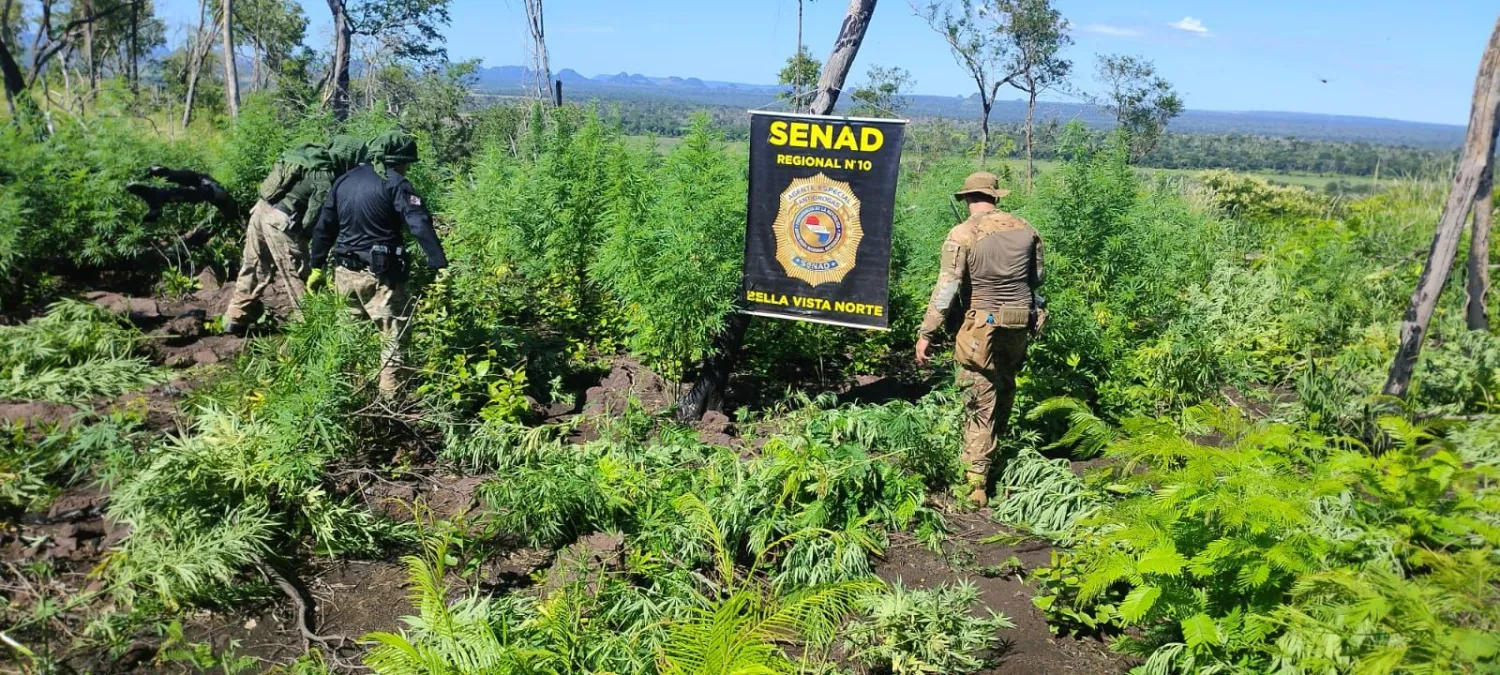 Destruyen cerca de 15 mil kilos de marihuana en Bella Vista Norte