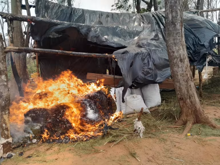 En Concepción, marihuaneros siguen cultivando en estancias ajenas