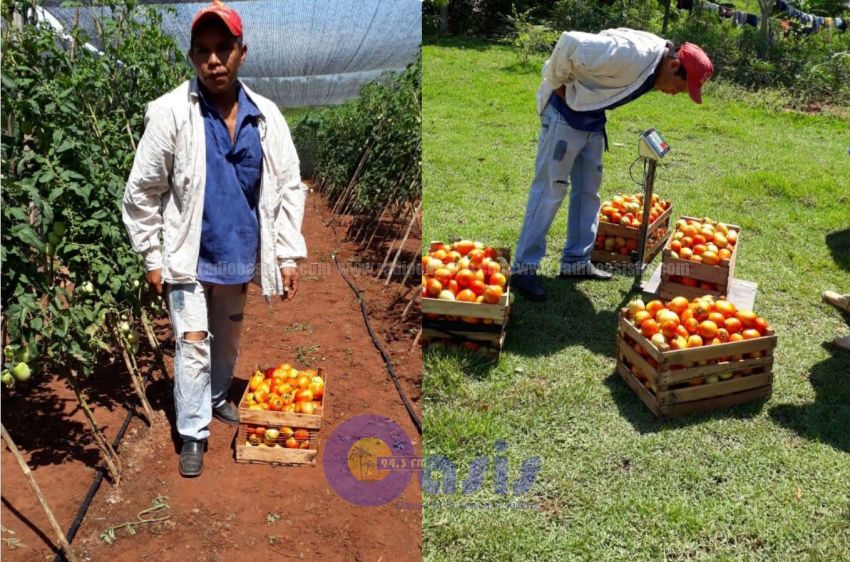 Indígenas de Azotey con producción modelo de tomates y locotes.