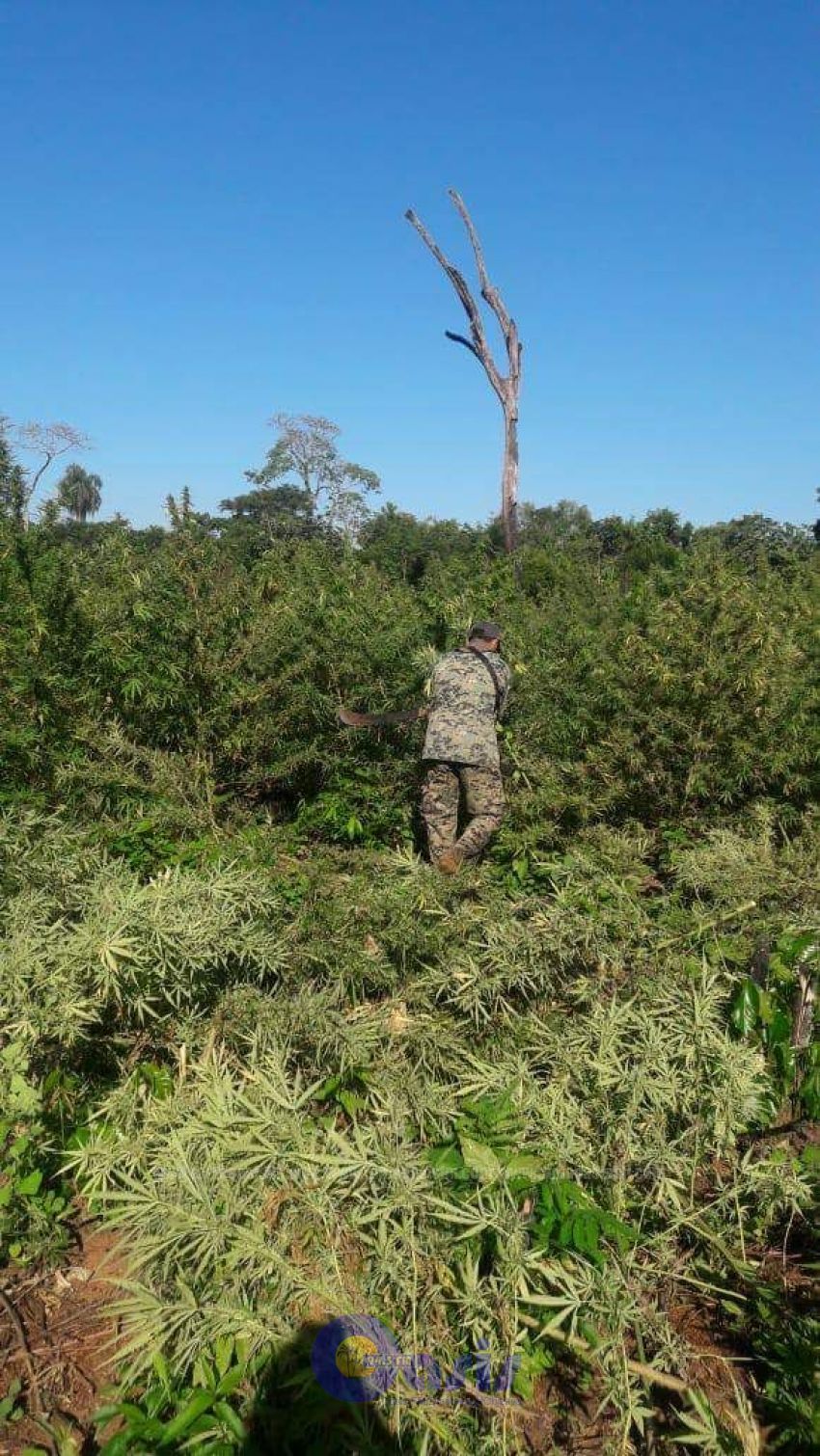 Antinarcoticos destruyen 15 toneladas de marihuana en San Pedro