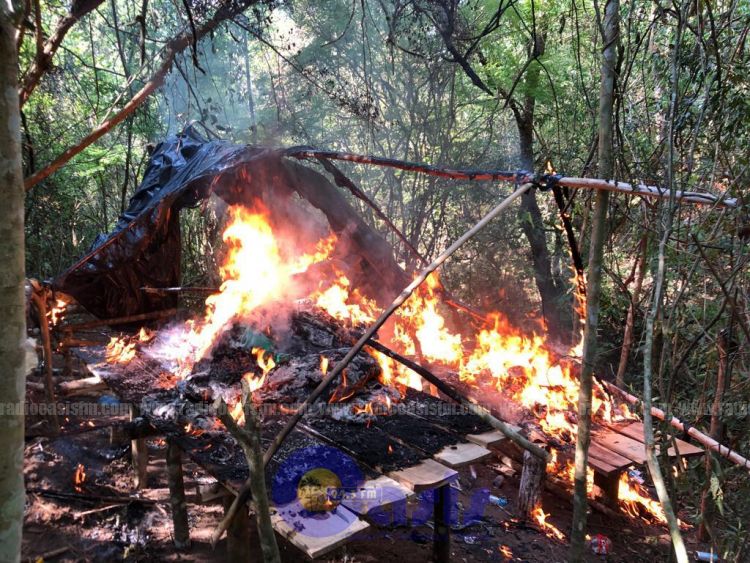 SENAD destruye cultivo de marihuana en zona de Capitan Bado