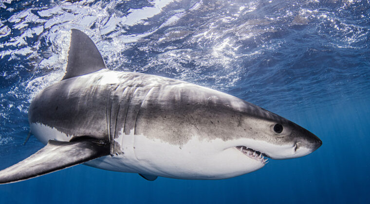 Niña golpea a un tiburón en la cara y logra escapar del ataque