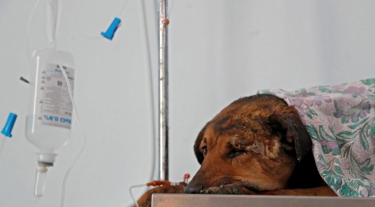 Misiones: Fiscal logra condena máxima contra un sujeto que mató a un perro