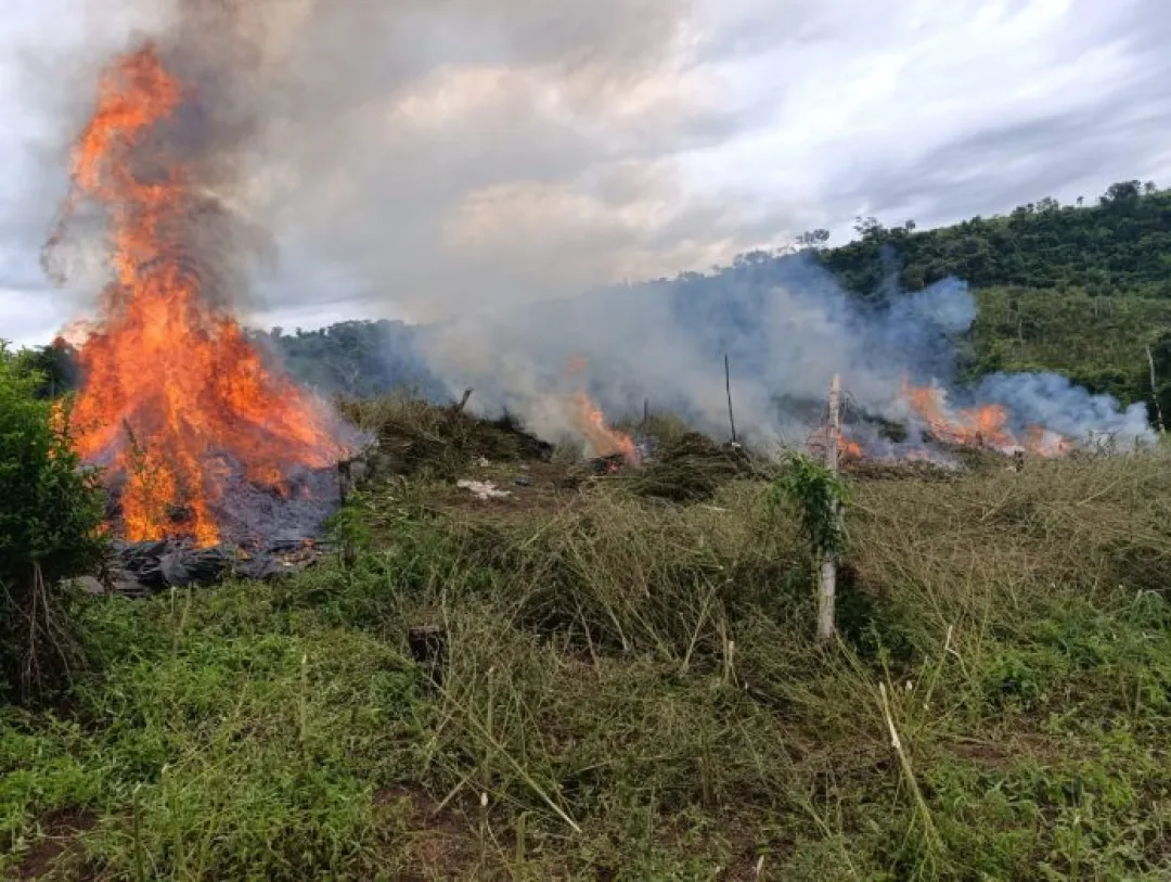 Nueva Alianza 49: 218 toneladas de marihuana son anuladas en Amambay