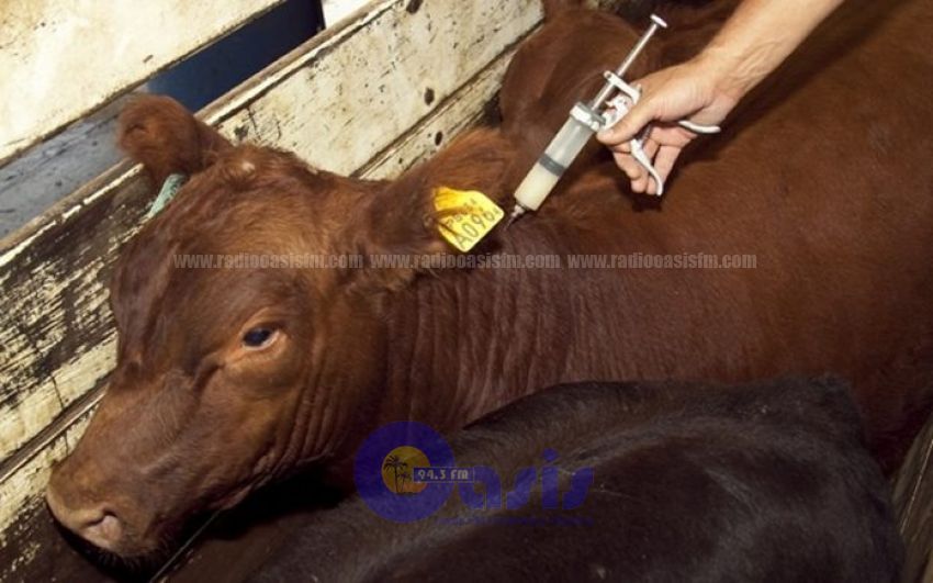 En diez días culmina periodo de vacunación contra aftosa y brucelosis