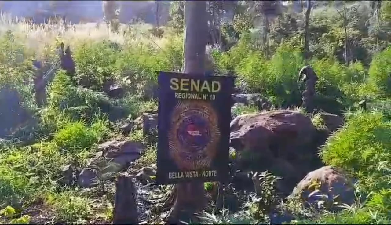 Senad sacó de circulación 21 toneladas de marihuana en Amambay