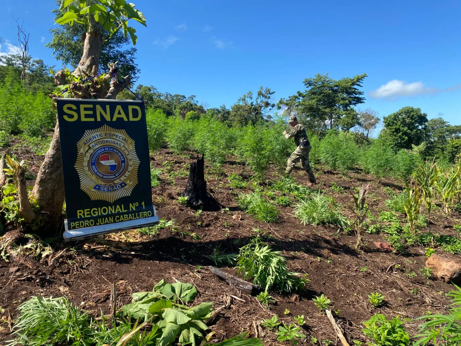 SENAD destruye 8 hectáreas de marihuana en operativo Frontera Limpia en Zanja Pytã