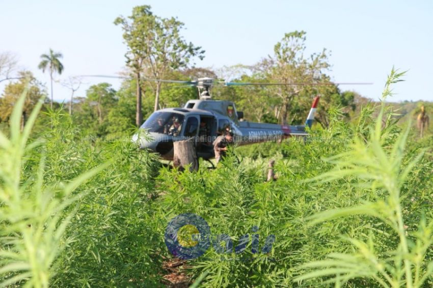 252 toneladas de marihuana fueron destruidas por la Senad en Pedro Juan