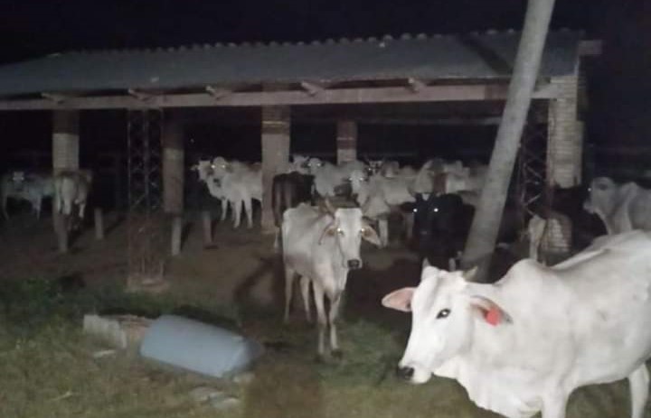 Recuperan en su totalidad animales vacunos robados en mega abigeato en Belén