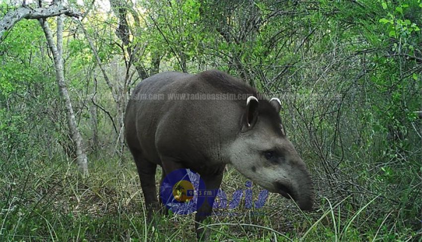 Investigadores hallaron nuevas especies animales en el Chaco seco