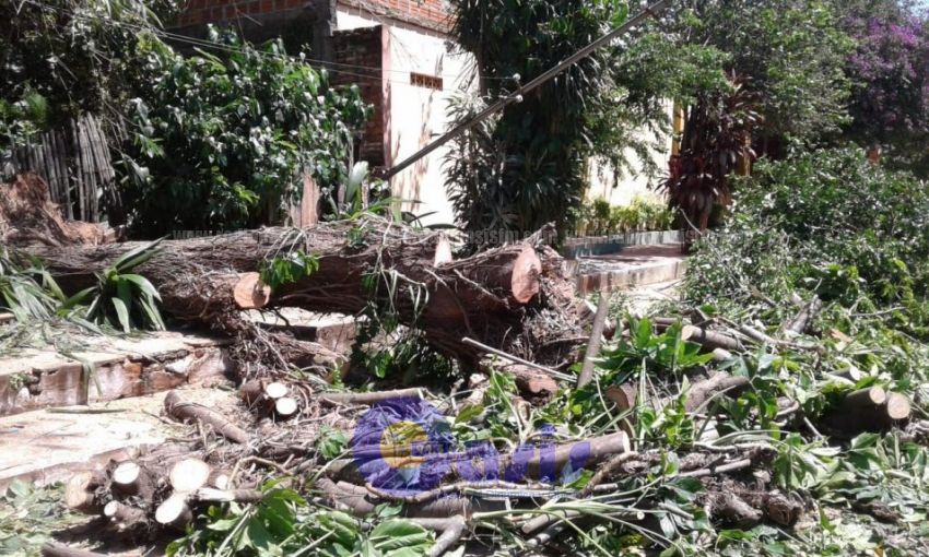 rbol se desplom y cay sobre estudiantes