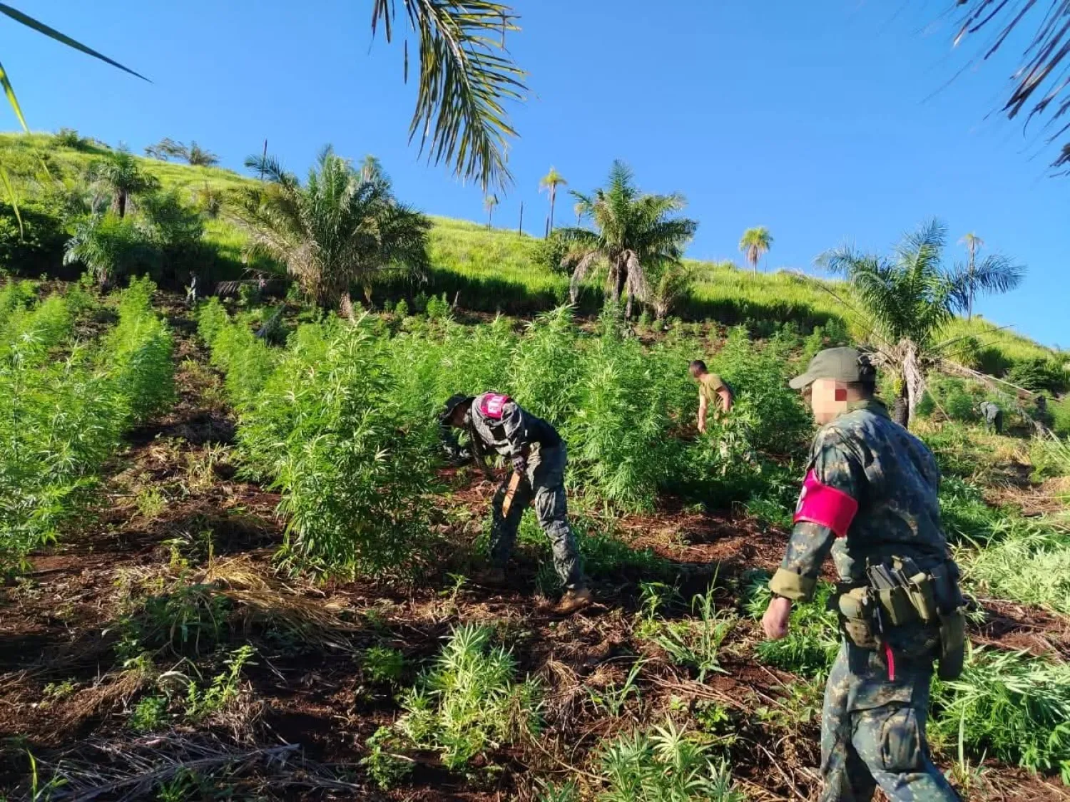 CODI–FTC erradica 75.000 kilos de marihuana en la Colonia Santa Clara
