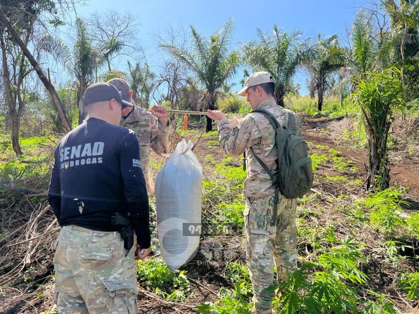 Detectan más de 5 toneladas de Marihuana en la Colonia Santa Clara