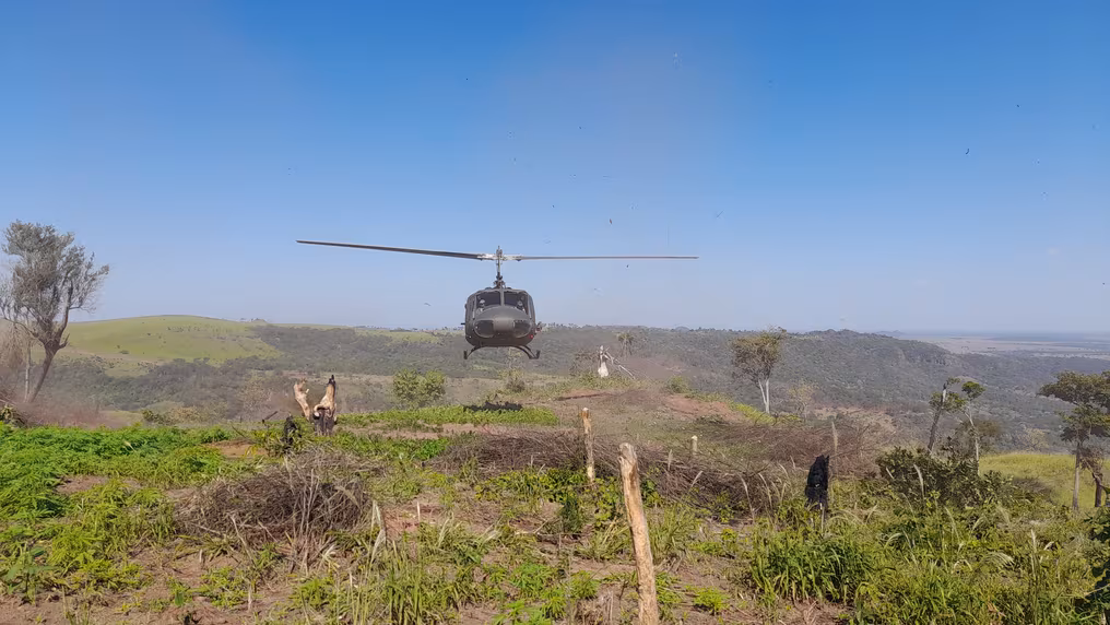 Anulan 517 mil kilos de marihuana en seis días
