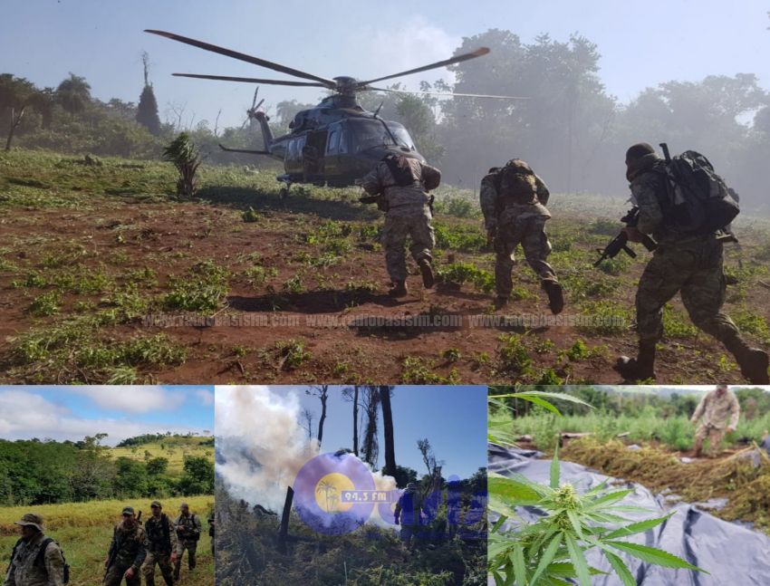Más de 400 hectáreas de marihuana fueron destruidas en zona de Pedro Juan