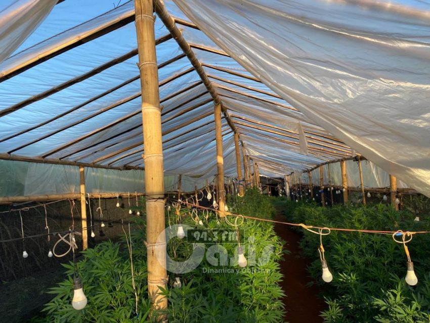 SENAD desarticuló un megalaboratorio de marihuana tipo SKUNK en Capitán Bado 