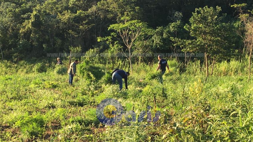 Destruyen 6 hectáreas de marihuana en predio de alemán desaparecido