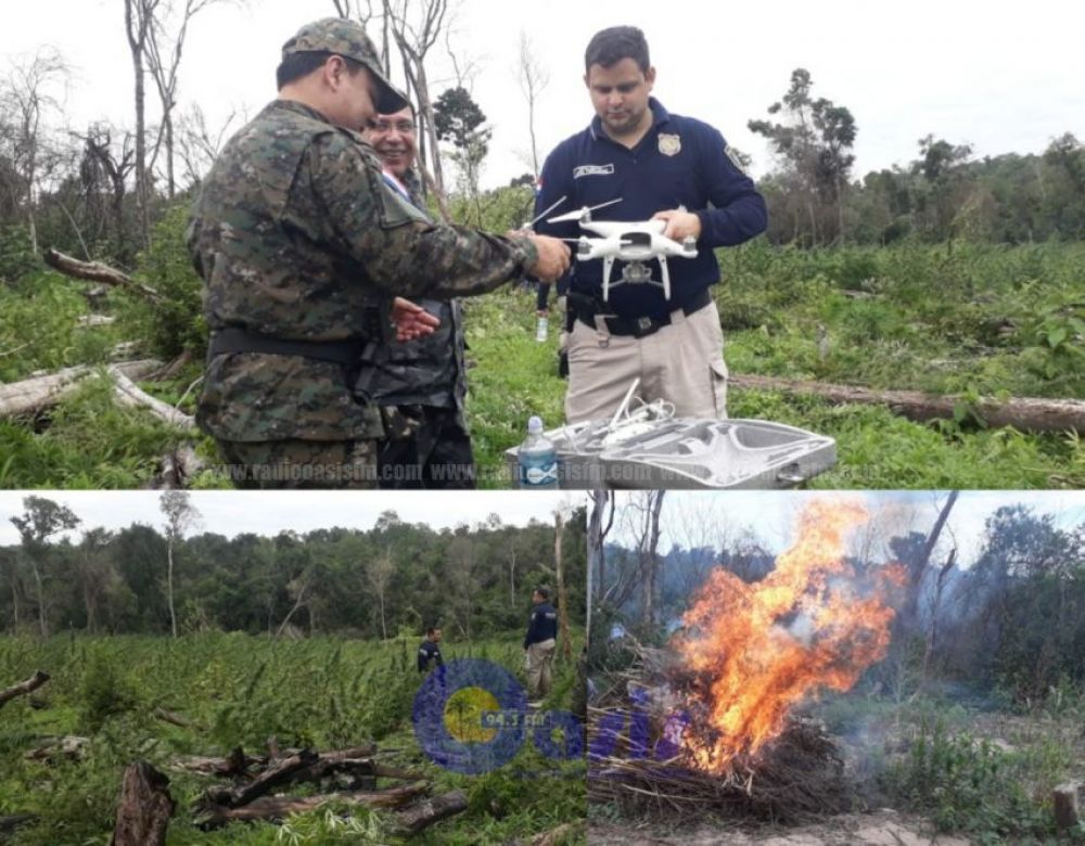 Personal de Investigaciones de Caaguazú destruyeron 25 hectáreas de marihuana