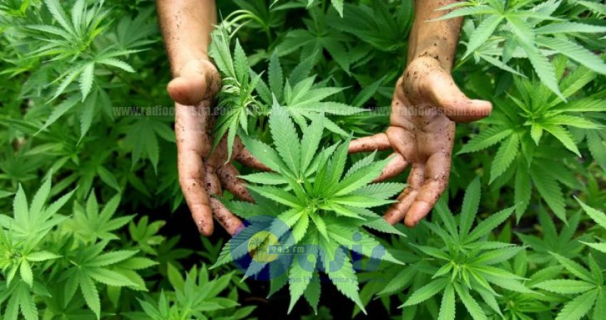 Tailandia legaliza la marihuana con fines medicinales y de investigación