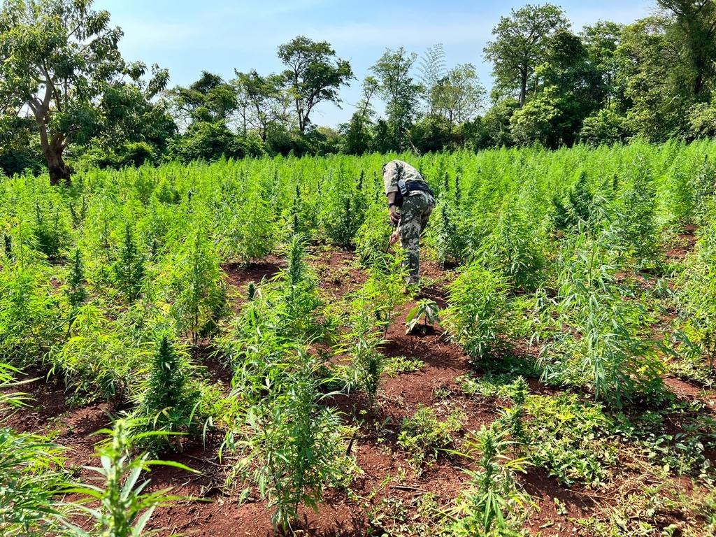 SENAD  destruyó 5 hectáreas de marihuana en Capitán Bado.