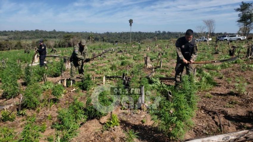 Policía Nacional destruyó 7 hectáreas de marihuana en Canindeyú