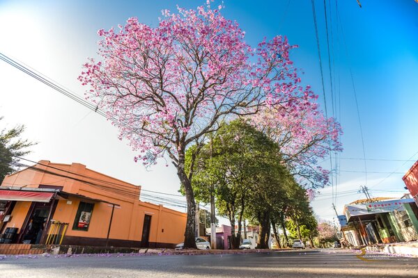 Tajy, el árbol nacional que tiñe de rosa el paisaje