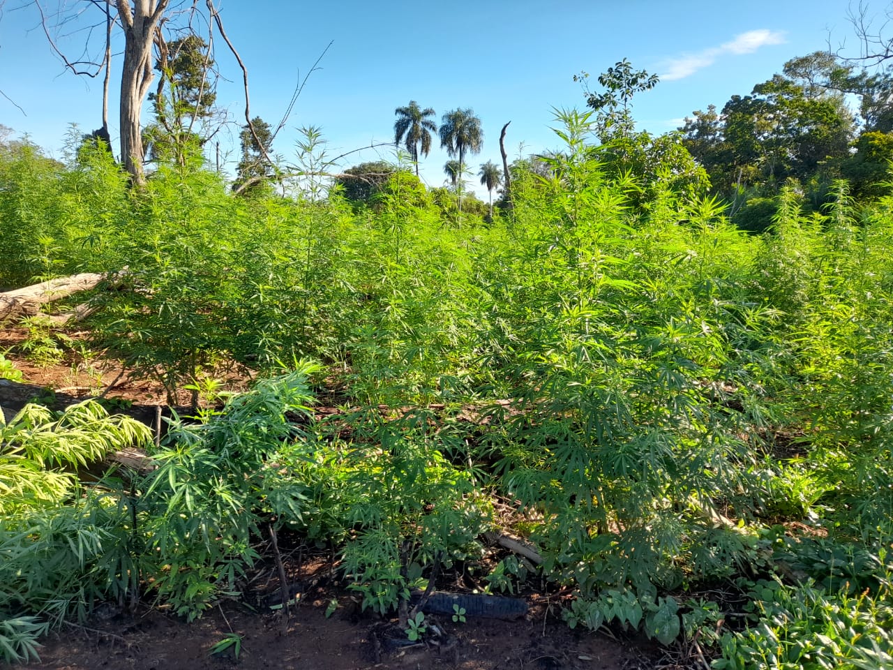 SENAD destruye 15 toneladas de droga en Bella Vista Norte 