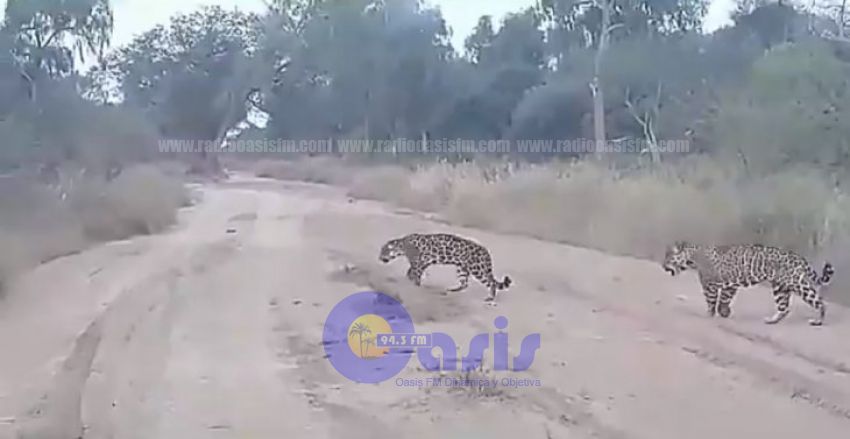 Avistan a pareja de yaguaretés en Parque Defensores del Chaco