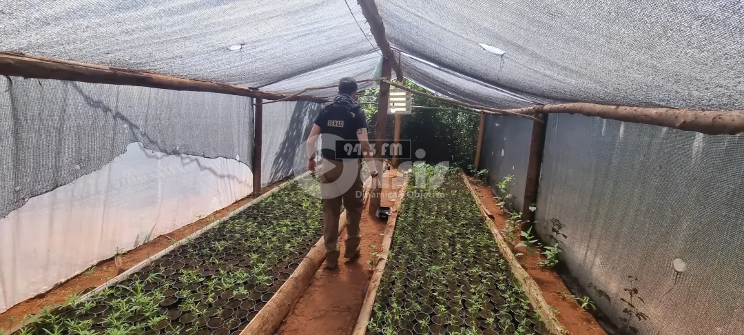 Desbaratan banda que enviaba marihuana Premium a Brasil