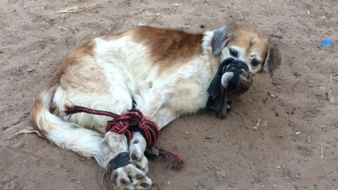 Ley de Bienestar Animal entra en vigor: hasta 6 años de cárcel por crueldad