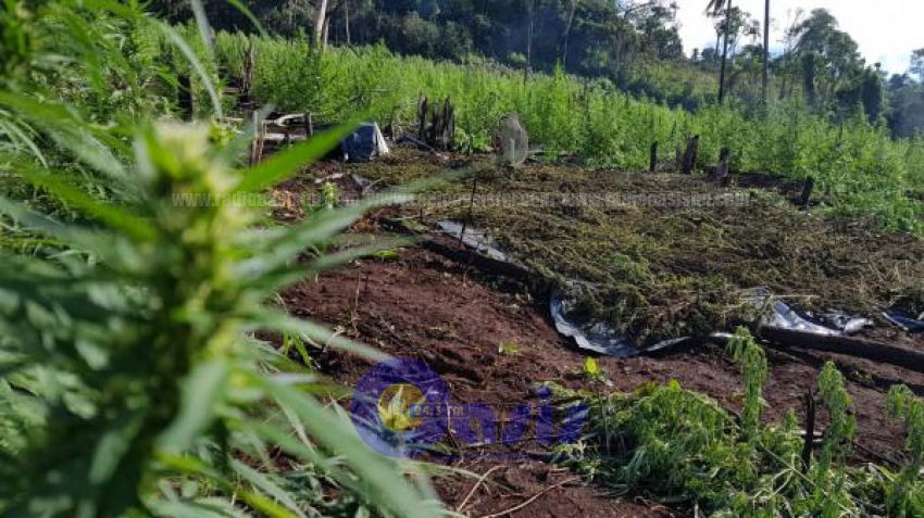 Senad destruye  171 hectáreas de marihuana en zona de Pedro Juan