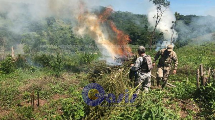 Eliminan 50 toneladas de marihuana en Caaguazú