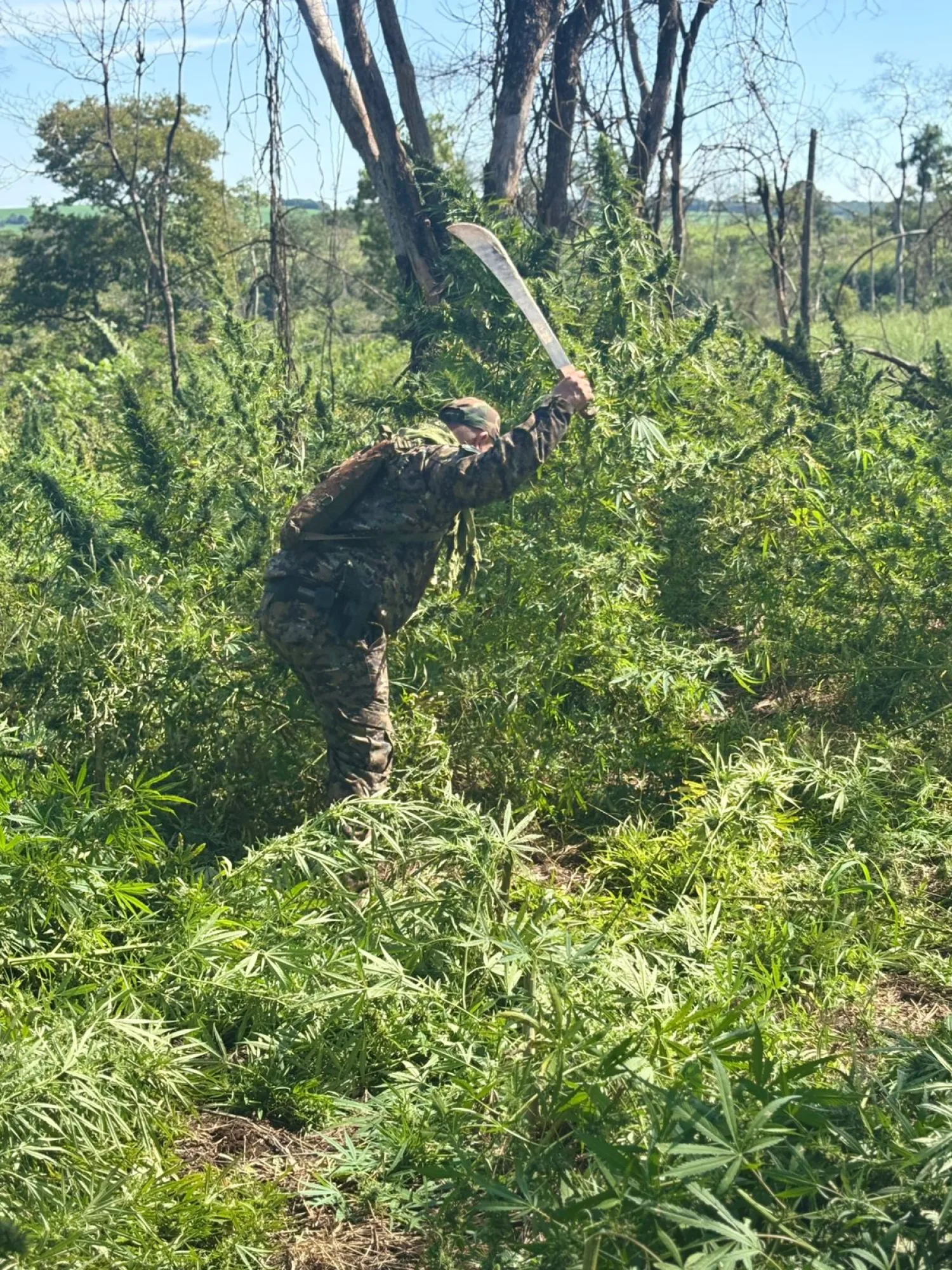 Destruyen 5 hectáreas de supuesta marihuana en operativo en Cerro Corá’i