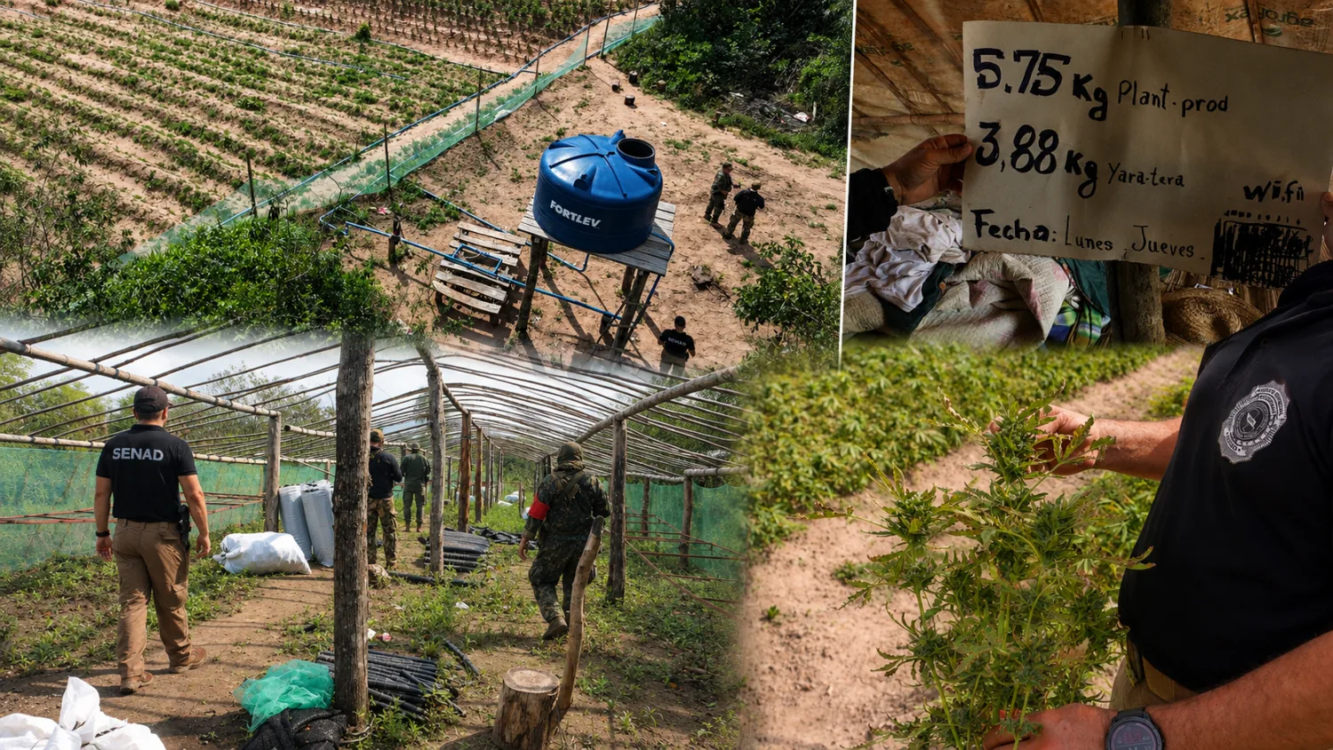 Nueva Alianza 56 desmantela moderno centro de producción de marihuana en Capitán Bado