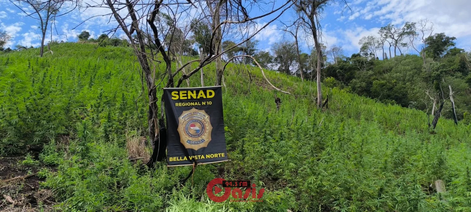 SENAD y CODI destruyen más de 46 toneladas de marihuana en Bella Vista Norte