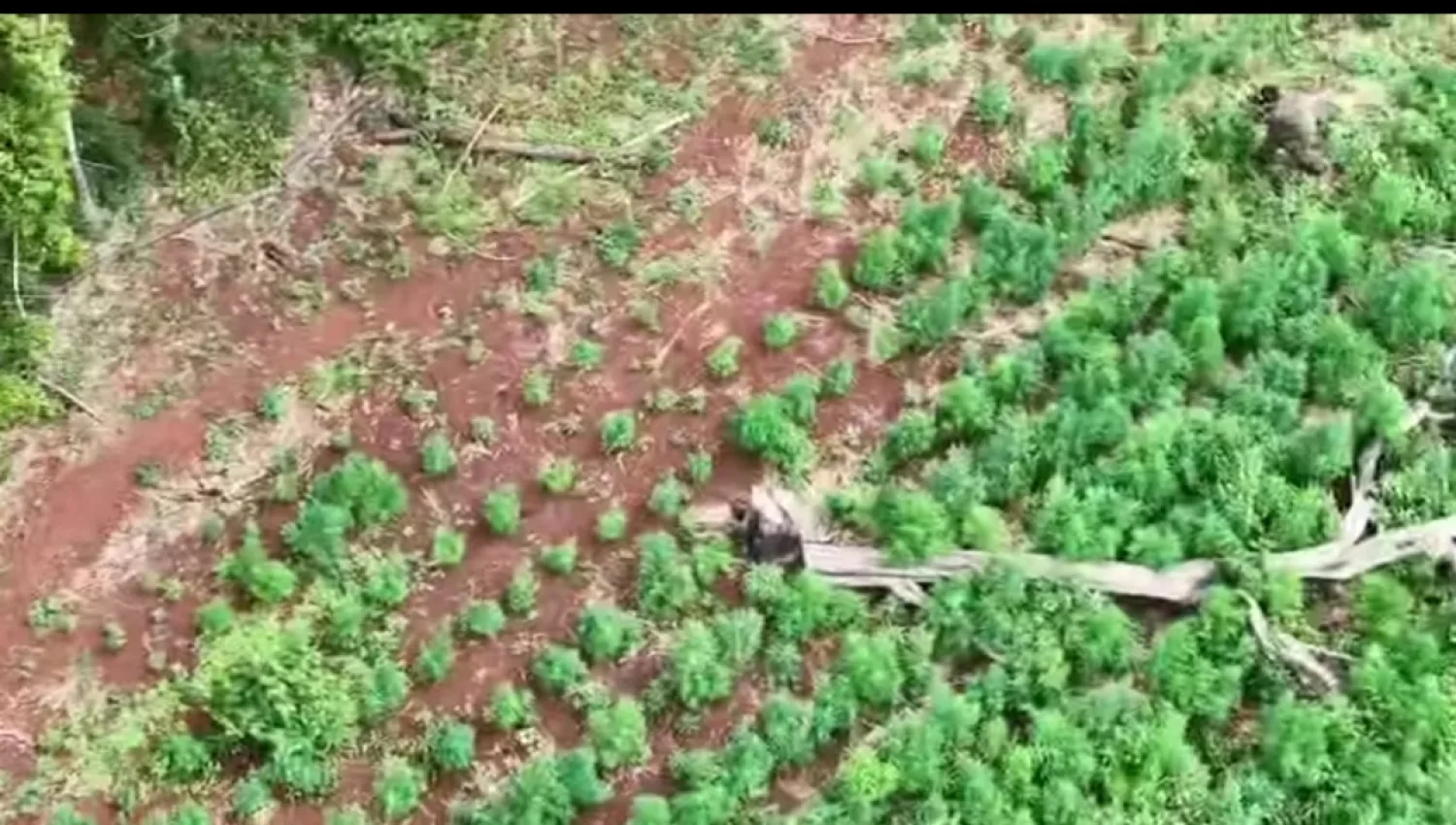 Destruyen 15 hectáreas de marihuana durante operativo antidrogas en Cerro Corá